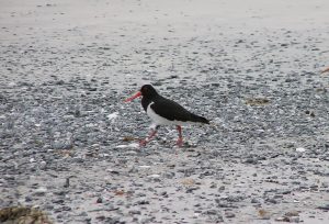Chatham Islands Oystercatcher