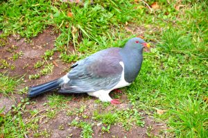 Chatham Islands Parea