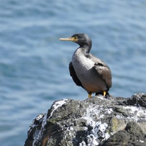 Chatham Island Shag