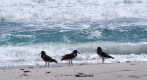 oystercatchers-chatham-islands