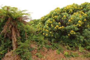 Chatham Islands Kopi Farm Bushwalk Rautini