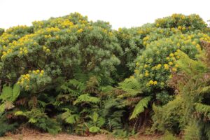 Chatham Islands Kopi Farm Bushwalk Rautini