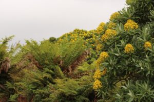 Chatham Islands Rautini Kopi Farm Bushwalk