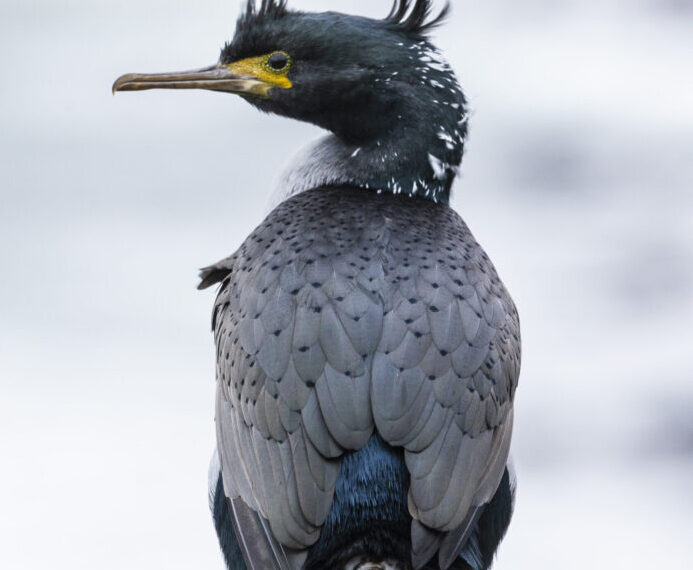 An Abundance of Rare and Endemic Birdlife